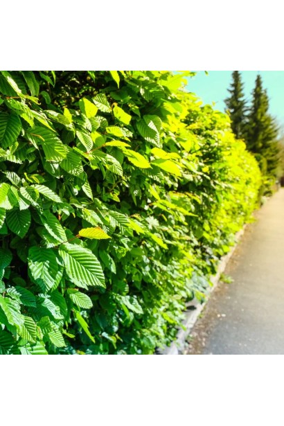 Граб звичайний залистяний до низу 